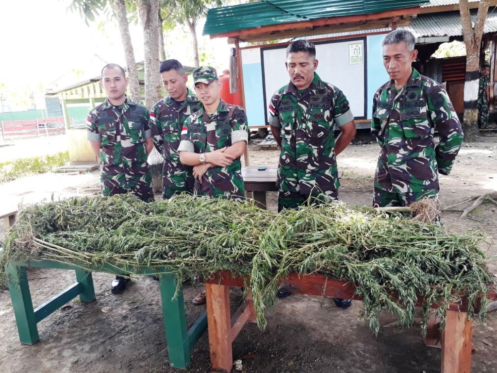Tim Patroli Satgas Yonif 410/Alugoro Temukan Dua Ladang Ganja